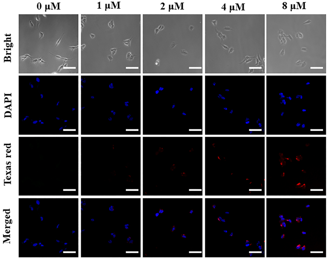 【图二】 细胞内AβO的荧光成像