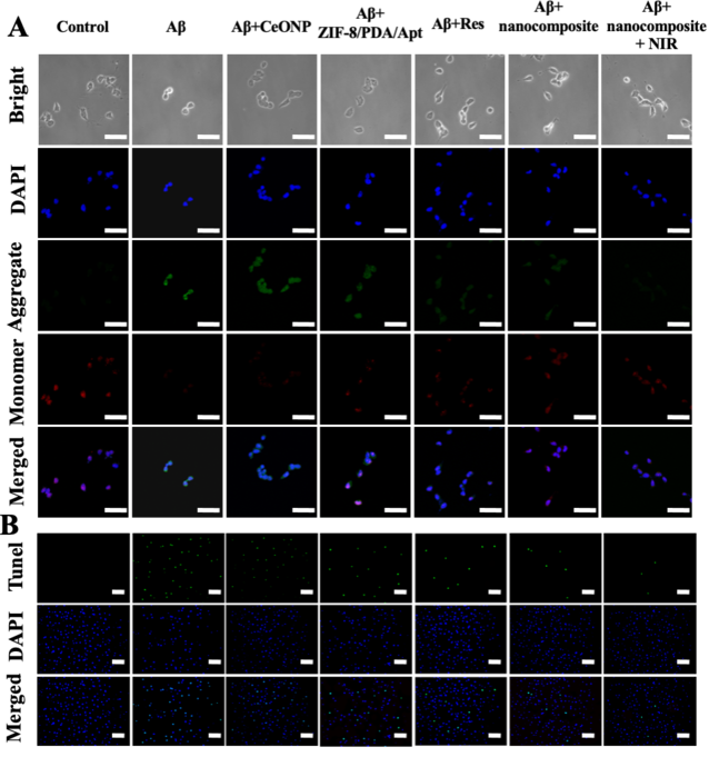 【图五】探针在细胞水平的治疗效果考察